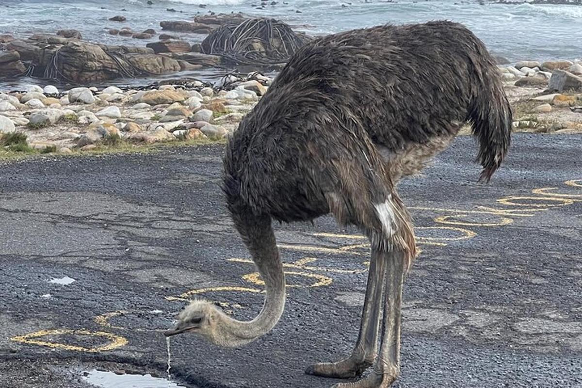 fugl stendur á jörðinni með fuglsunga