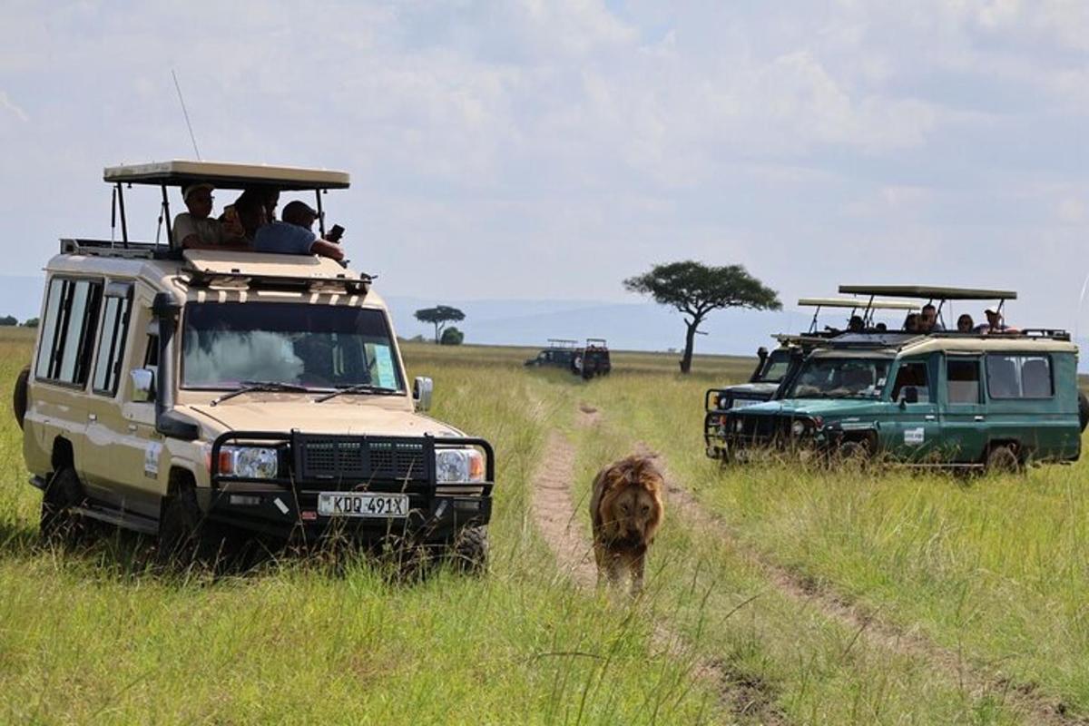 een safarivoertuig en een leeuw in een veld
