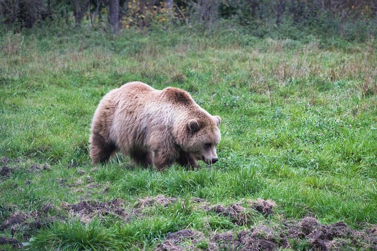 a brown bear walking in a field of grass