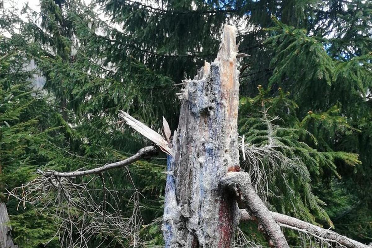 a tree that has been ripped off