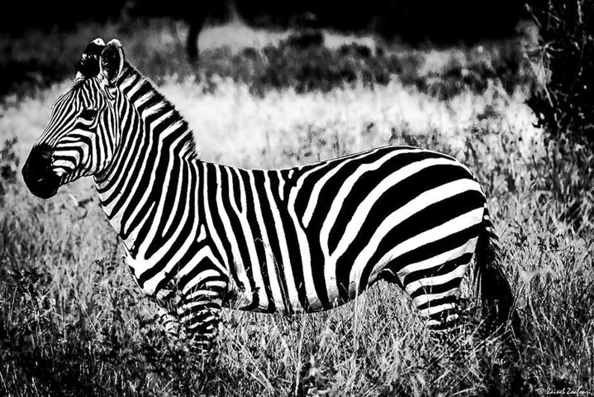 zebra stojící v poli vysoké trávy