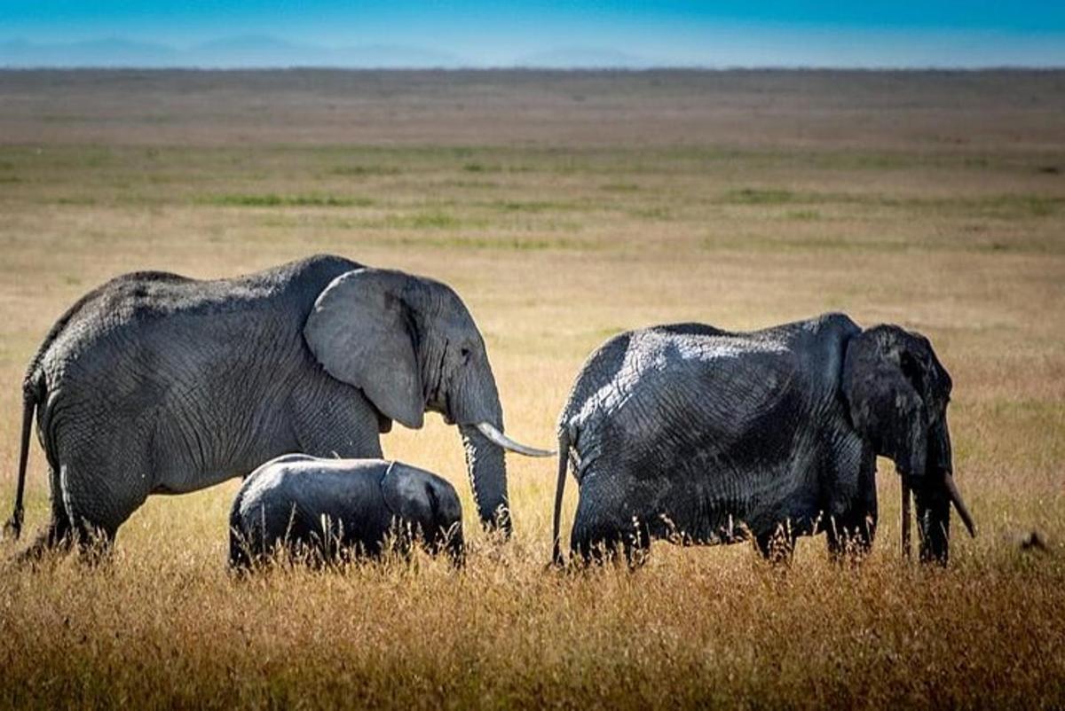 dua ekor gajah dewasa dan seekor anak gajah berjalan di rumput
