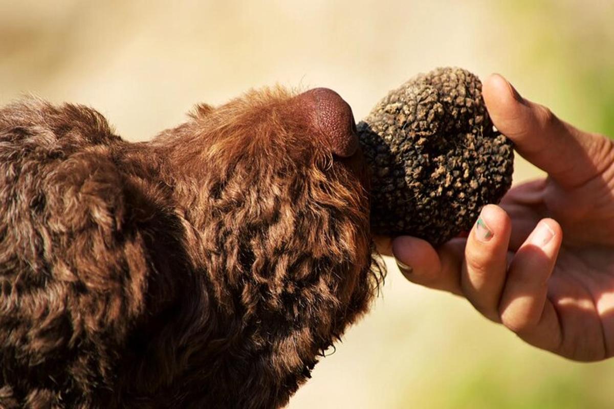 maður gefur hundi að éta með hendinni