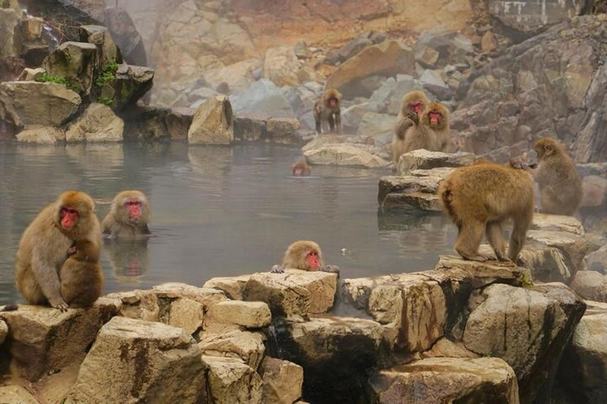um grupo de macacos sentados em um corpo d'água