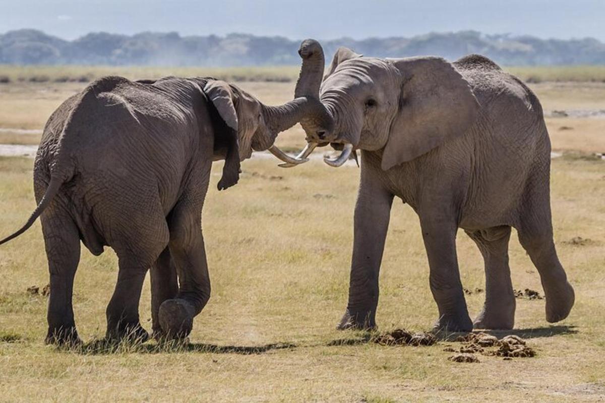 Dos elefantes jugando entre sí en un campo