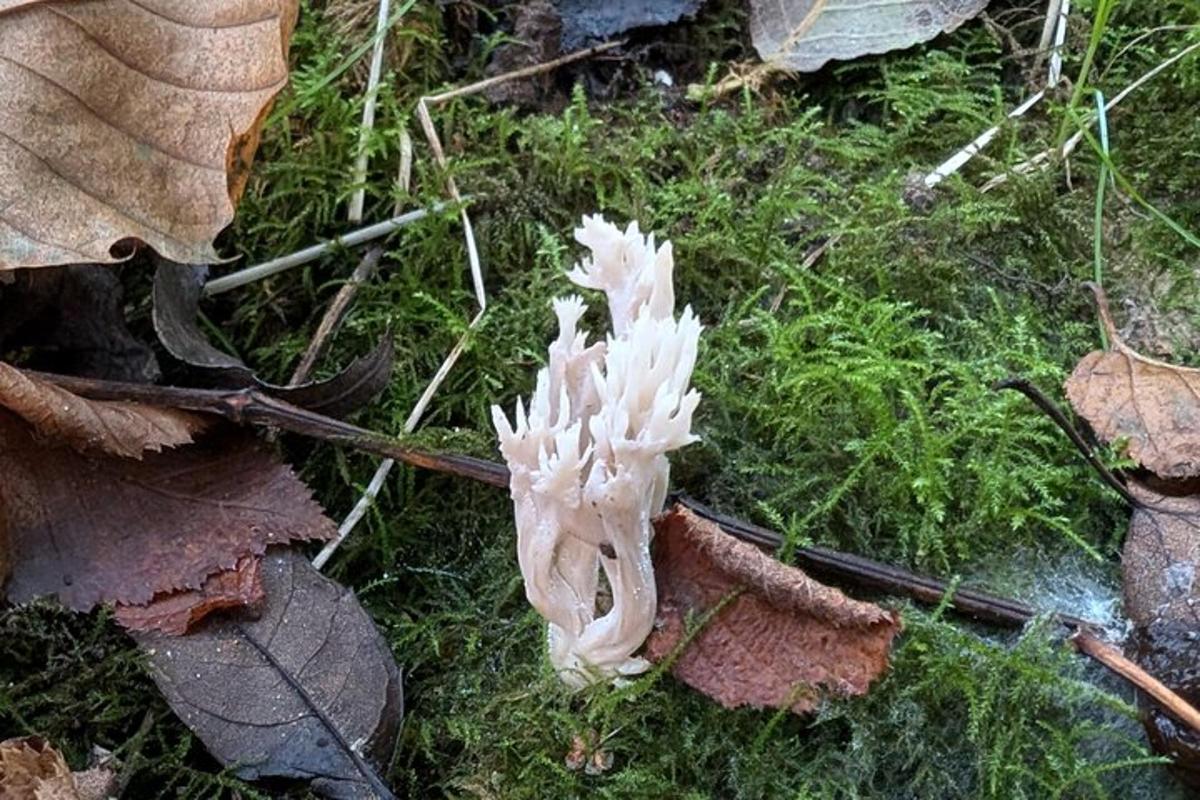 eine weiße Pflanze auf dem Boden mit Gras und Blättern