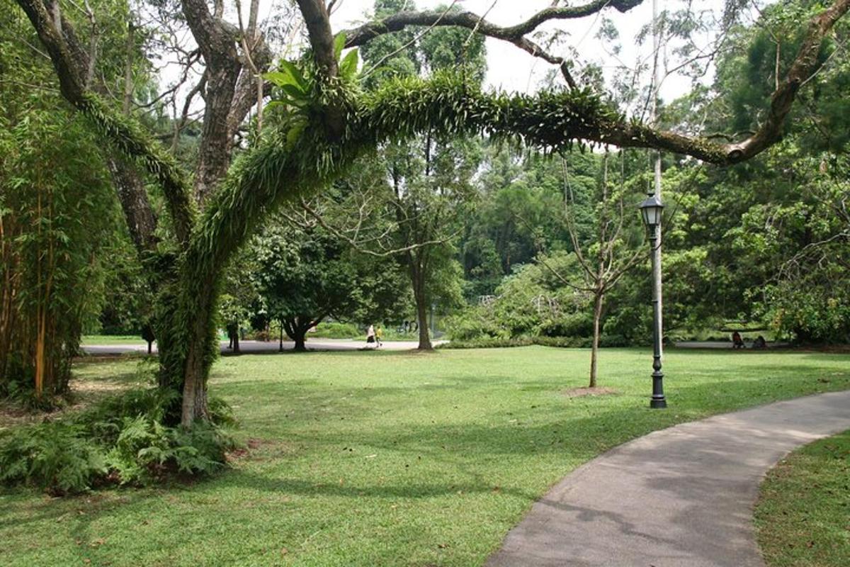 lopsakas roheline park puu ja tänavalaternaga