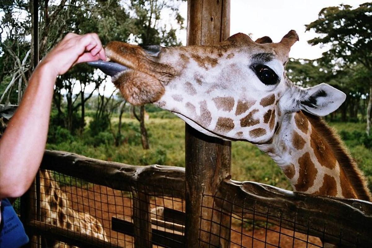 uma girafa sendo alimentada pela mão de uma pessoa sobre uma cerca