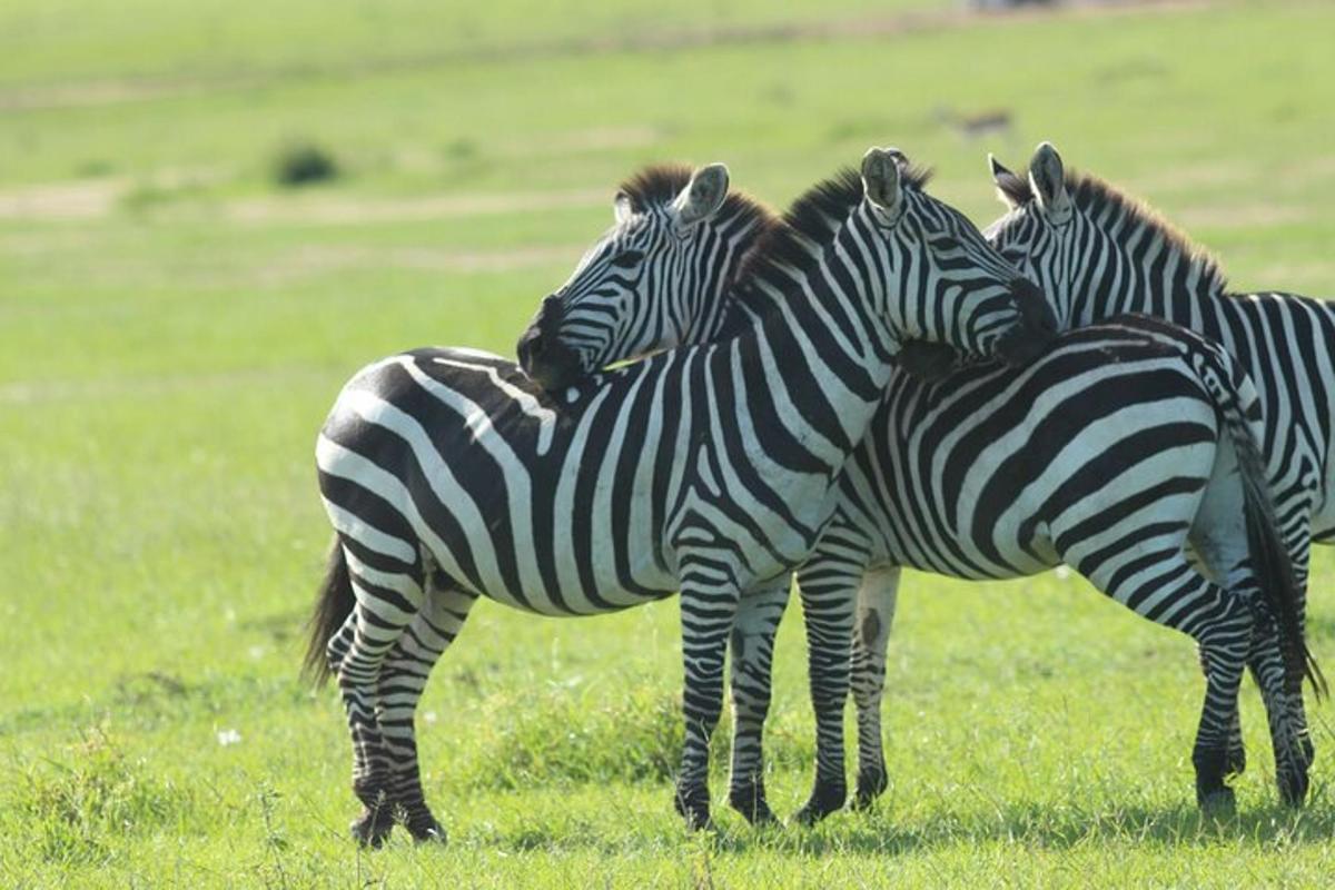 un gruppo di zebre in piedi insieme in un campo