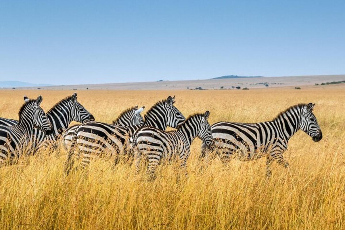una mandria di zebre in piedi nell'erba alta