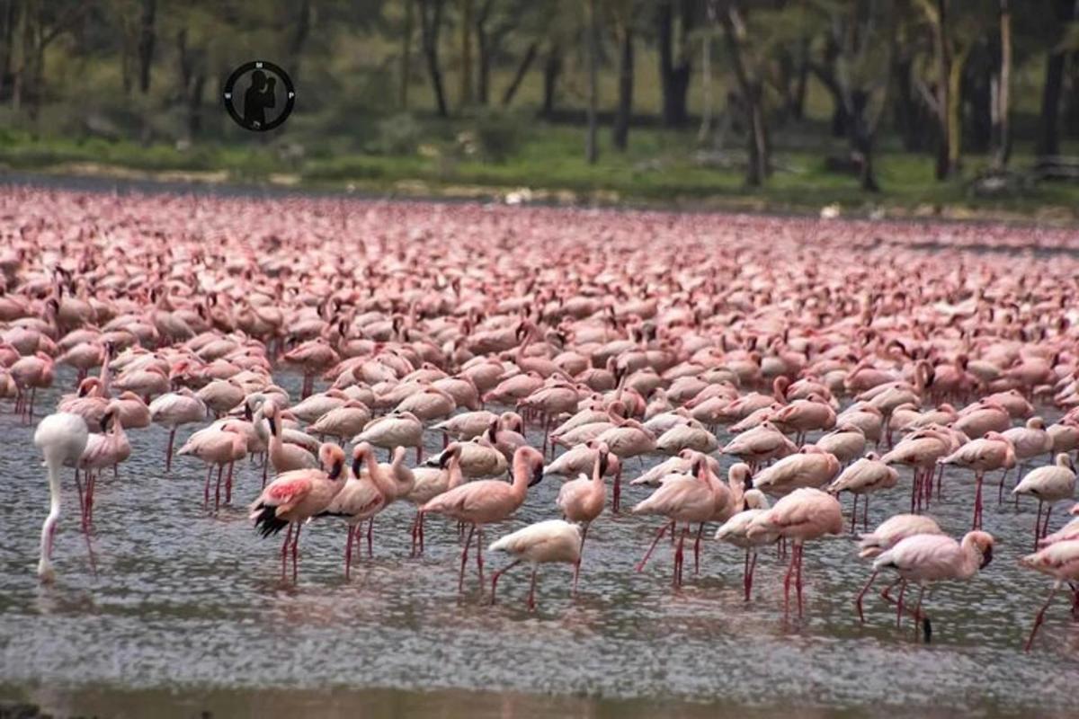 un grande stormo di fenicotteri rosa in piedi nell'acqua