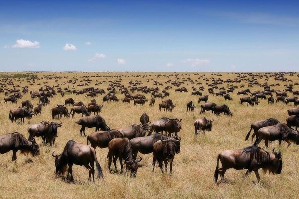 una grande mandria di animali al pascolo in un campo