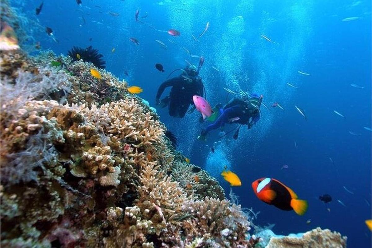 um grupo de pessoas nadando sobre um recife de coral