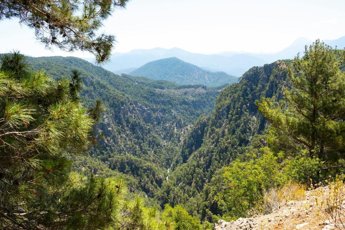 una vista d'una vall amb arbres i muntanyes