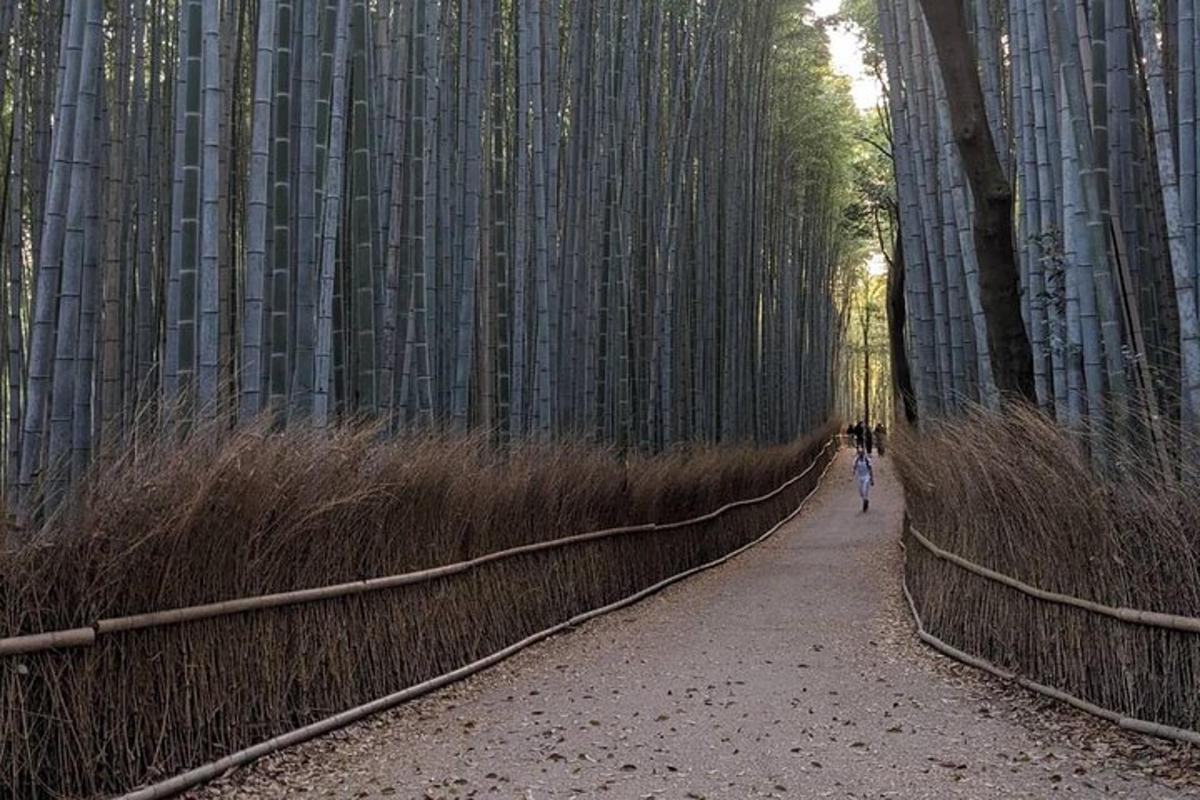 una persona caminando por un sendero en un bosque de bambú