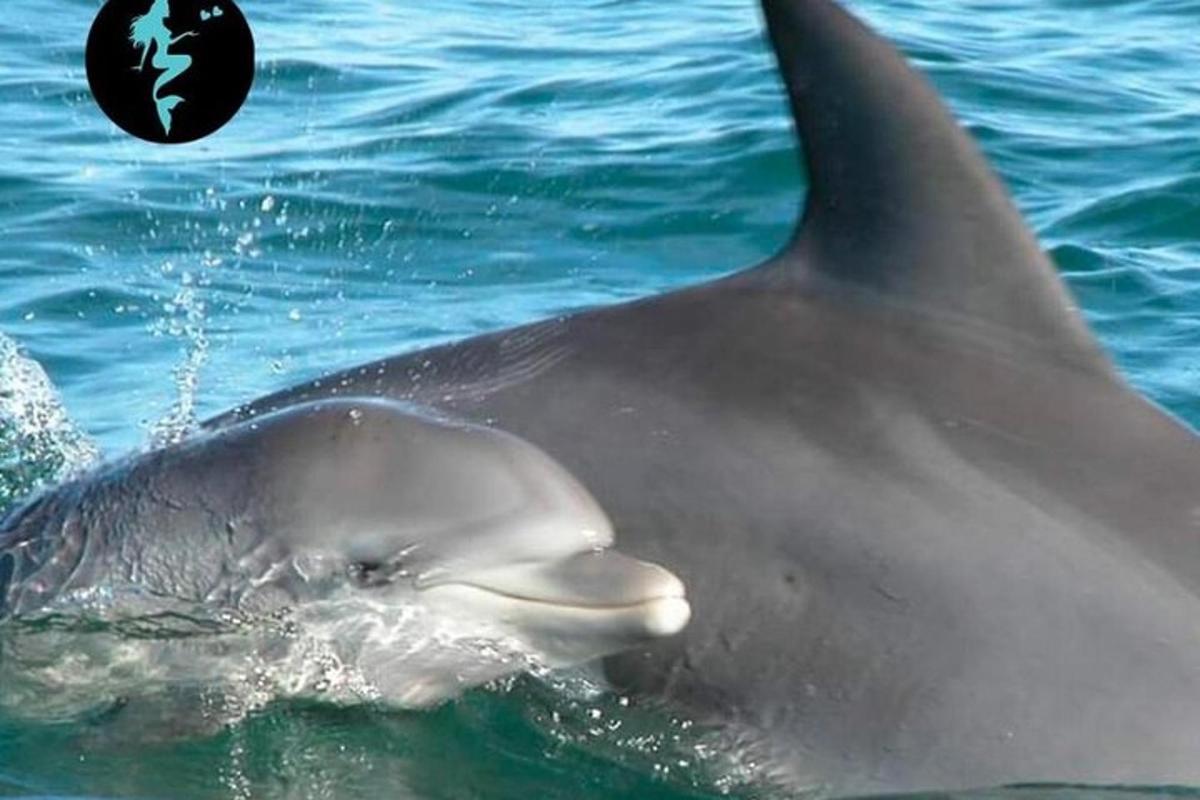 a dolphin swimming in the water with a ball