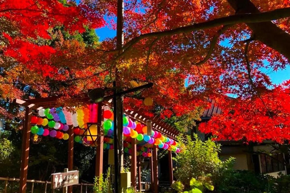 un grup de banderes de colors sota un arbre