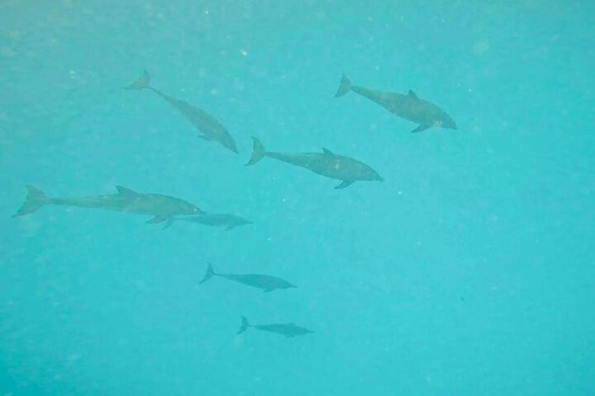un grupo de tiburones nadando en el agua