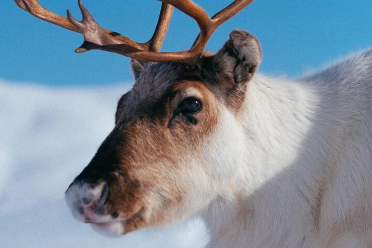 Nærmynd af hreindýri með horn á höfðinu