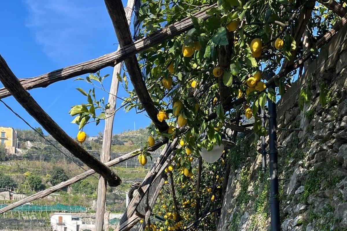 ένα μάτσο πορτοκάλια κρέμονται από ένα δέντρο