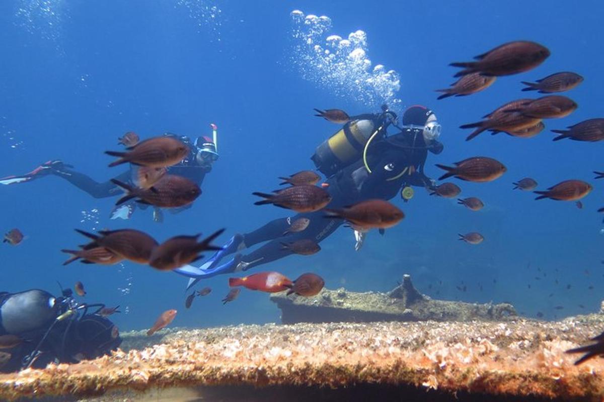 a diver in the water with a school of fish
