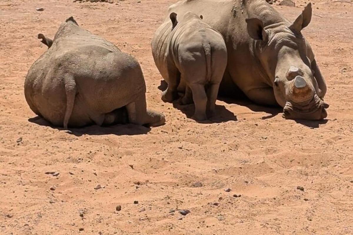 un paio di rinoceronti sdraiati nella polvere