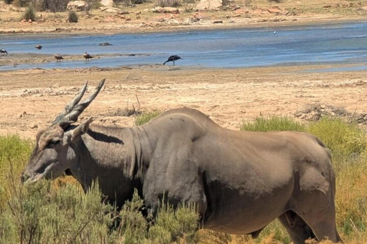 un rinoceronte in piedi nell'erba con un uccello sullo sfondo