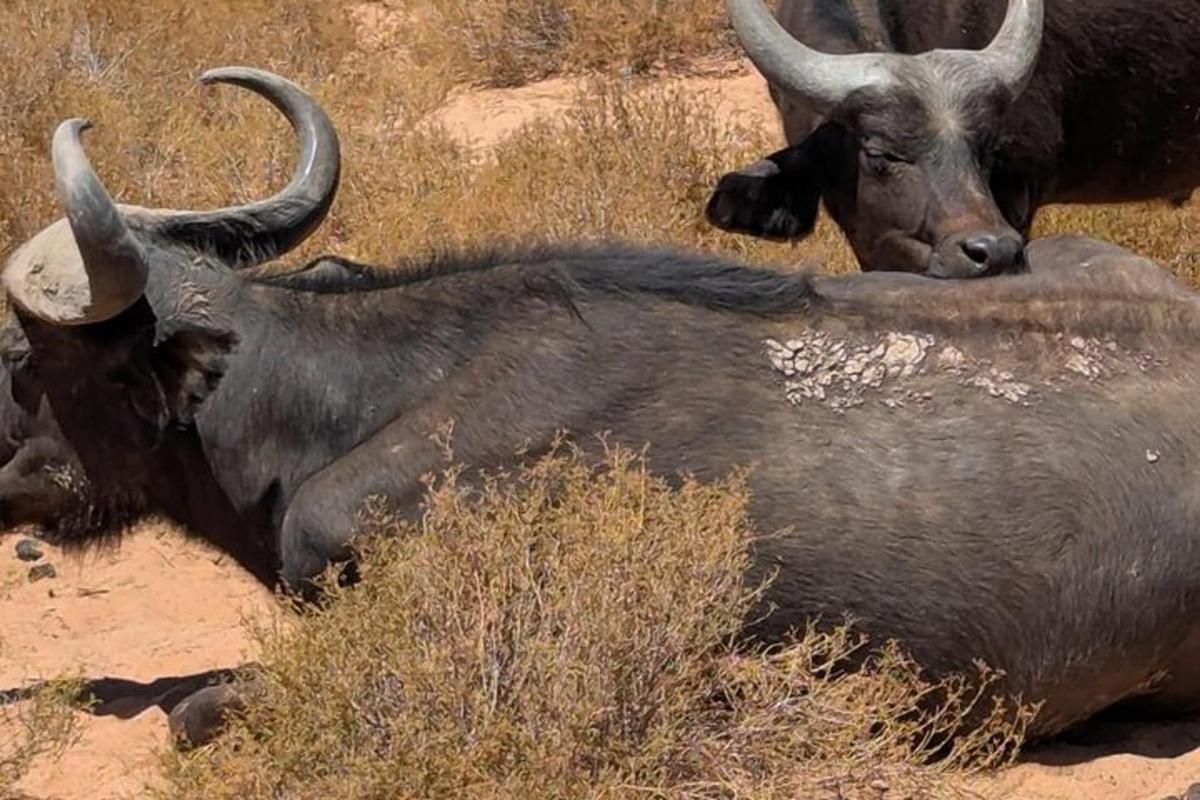 due animali con le corna sdraiati nell'erba