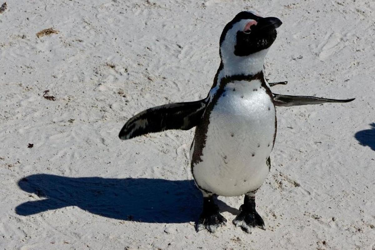 pingviin seisab rannal liival