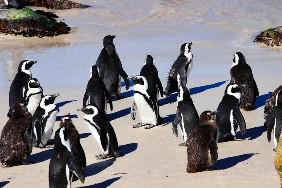 un grup de pinguini stând pe o plajă