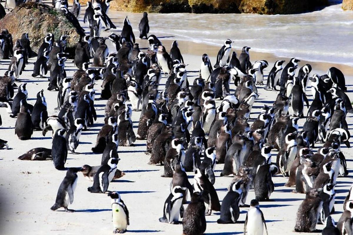 un grup mare de pinguini stând pe o plajă