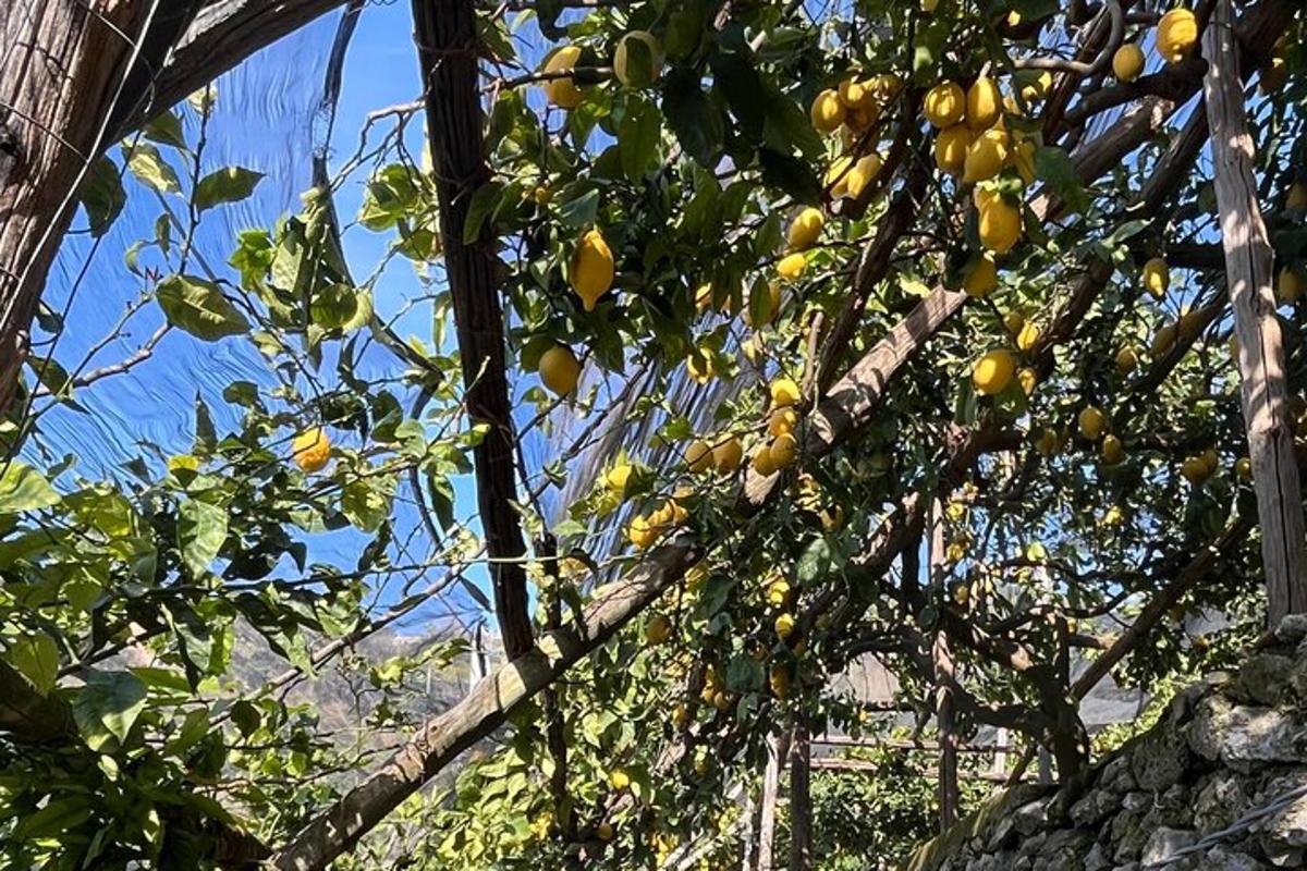 pokok dengan banyak buah kuning di atasnya