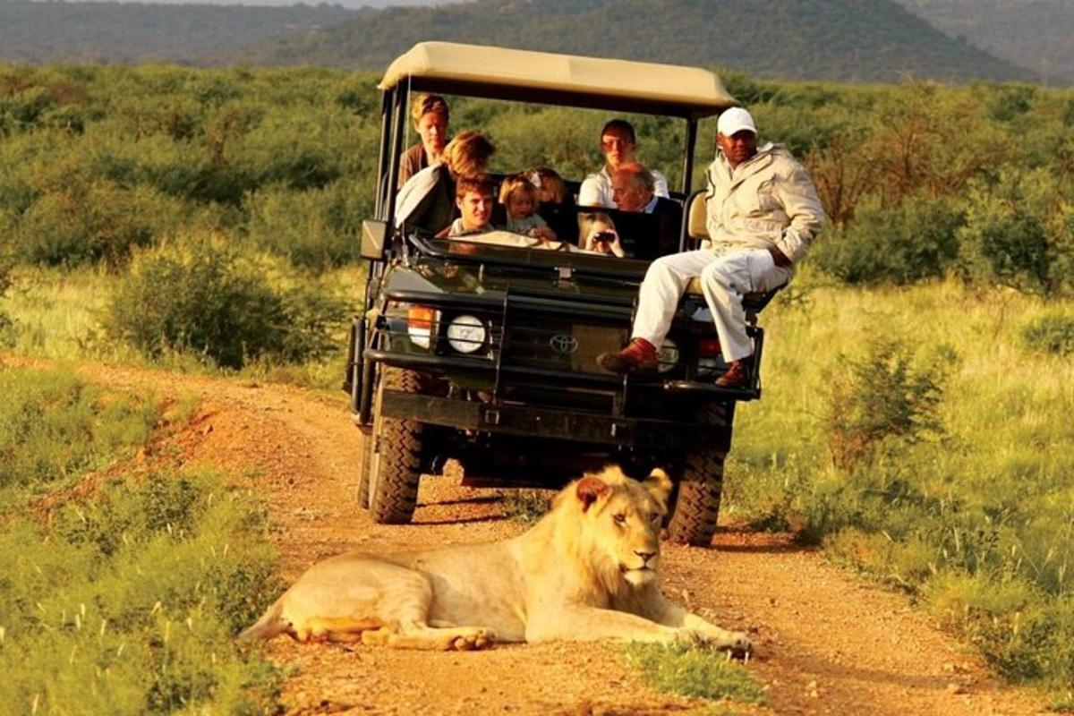 Un grupo de personas en la parte trasera de un vehículo con un león en una carretera.
