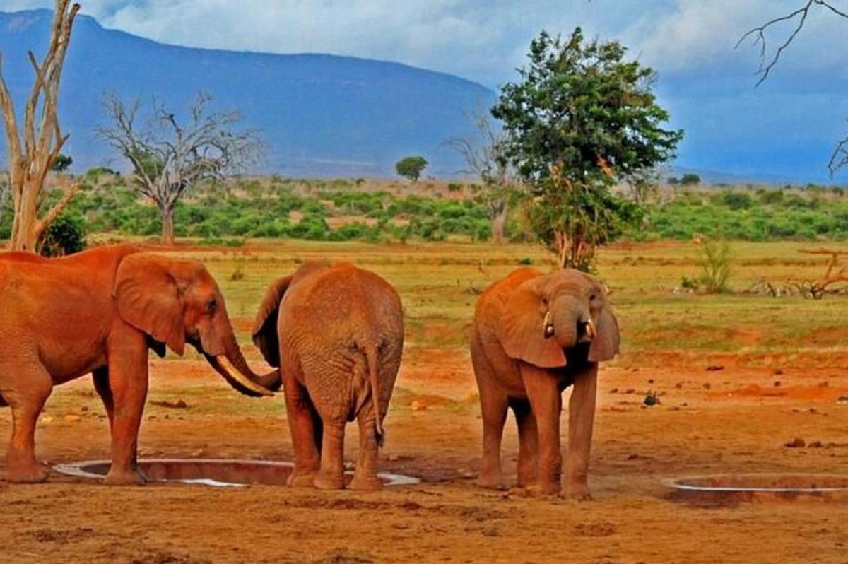 three elephants standing next to each other in a field