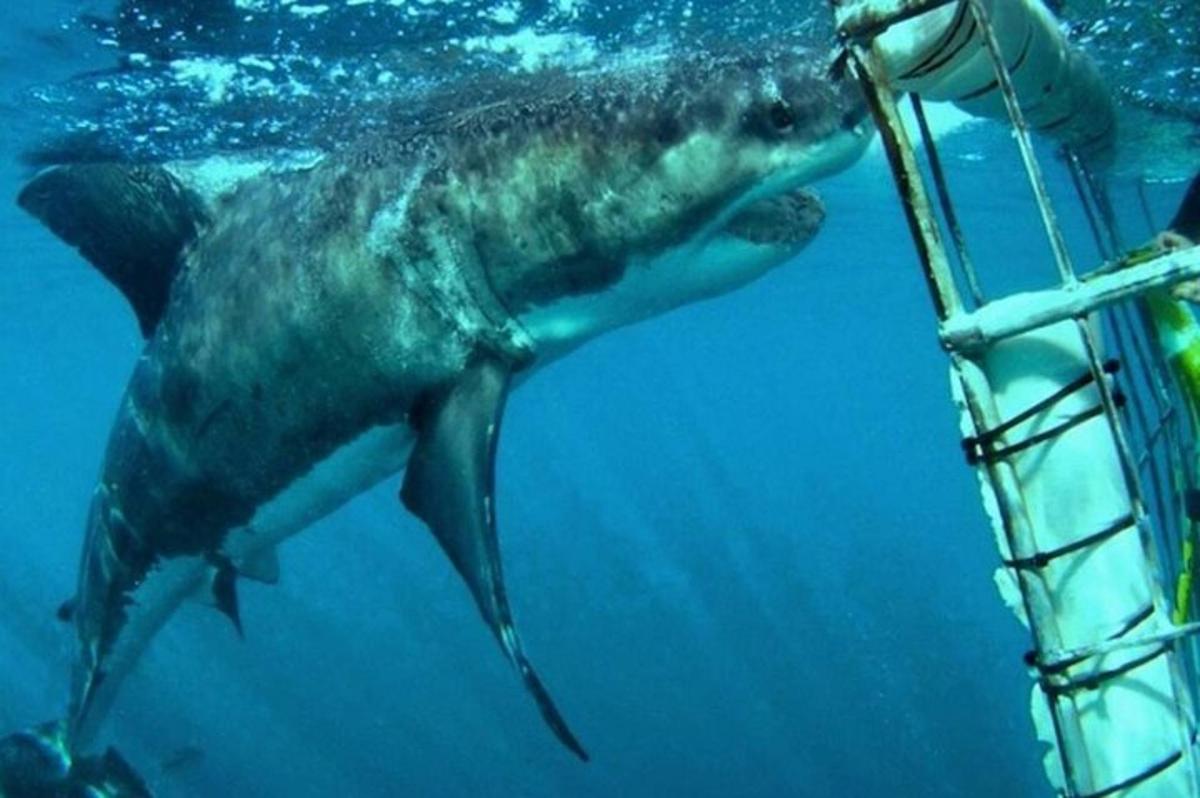 ein Walhai, der neben einem Taucher im Wasser schwimmt