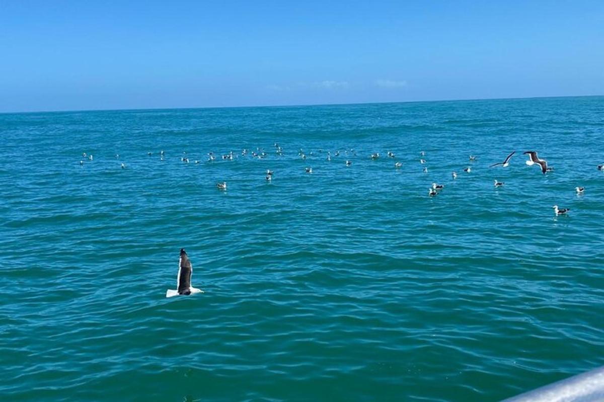 ein Pinguin sitzt auf einem Surfbrett im Meer