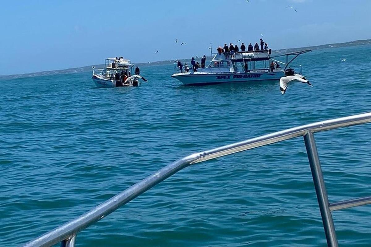 burung terbang di atas pagar dengan bot di dalam air