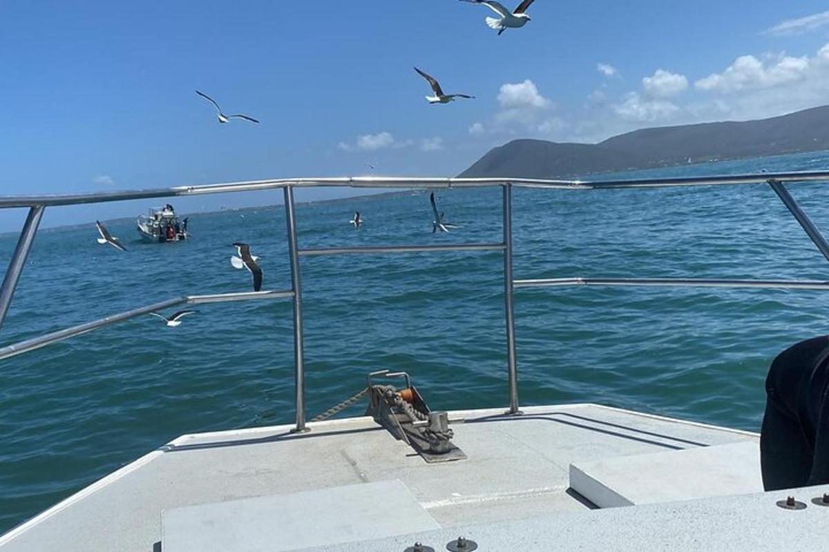 sekumpulan burung terbang di atas air di atas bot