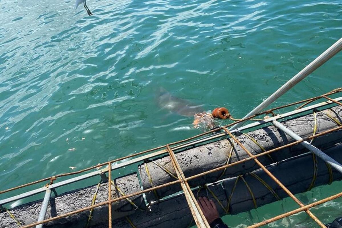 seekor anjing di dalam air di sebelah bot