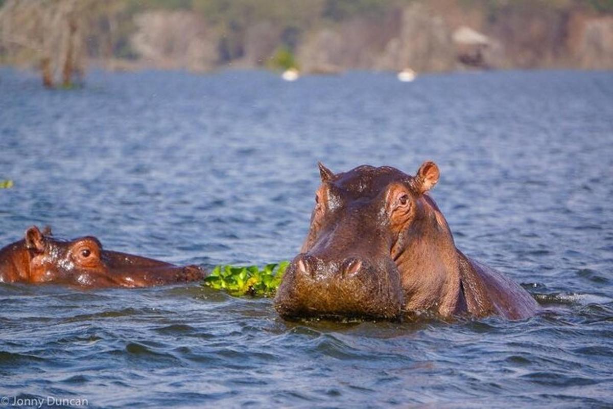 két víziló úszik egy vízben