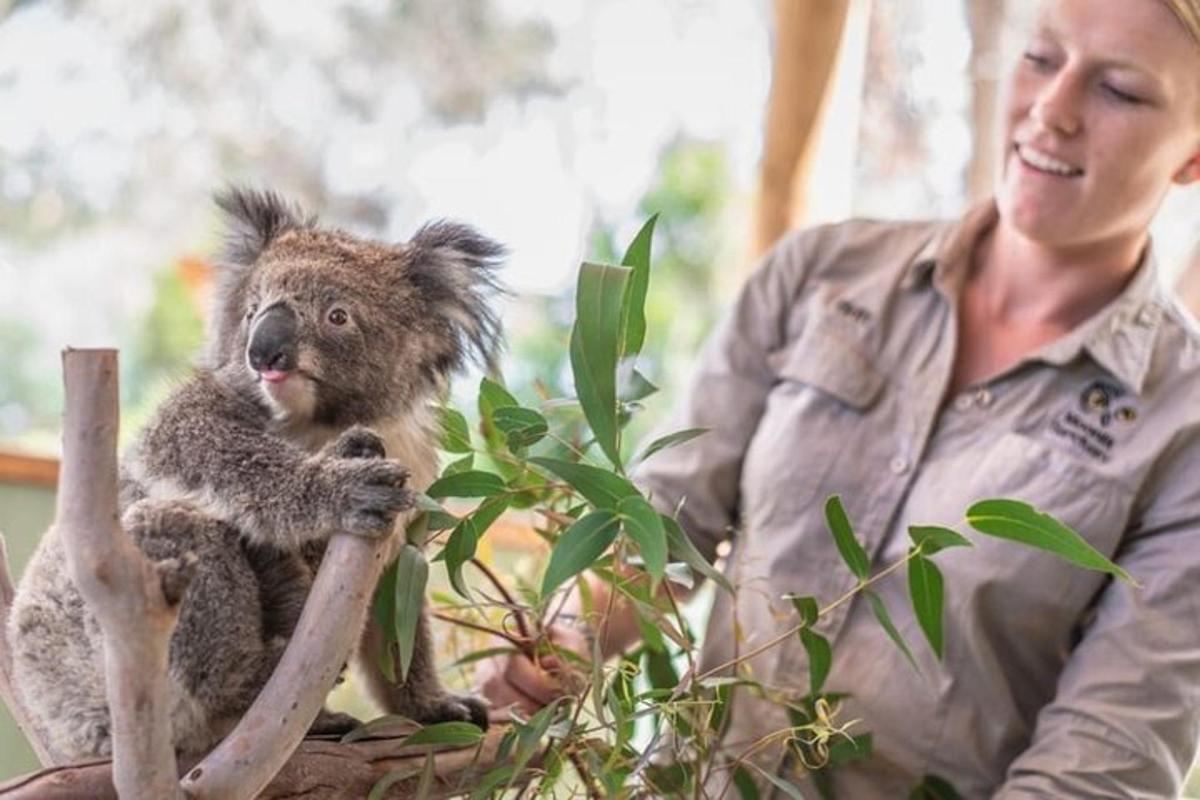 seorang wanita menggendong bayi koala di pohon