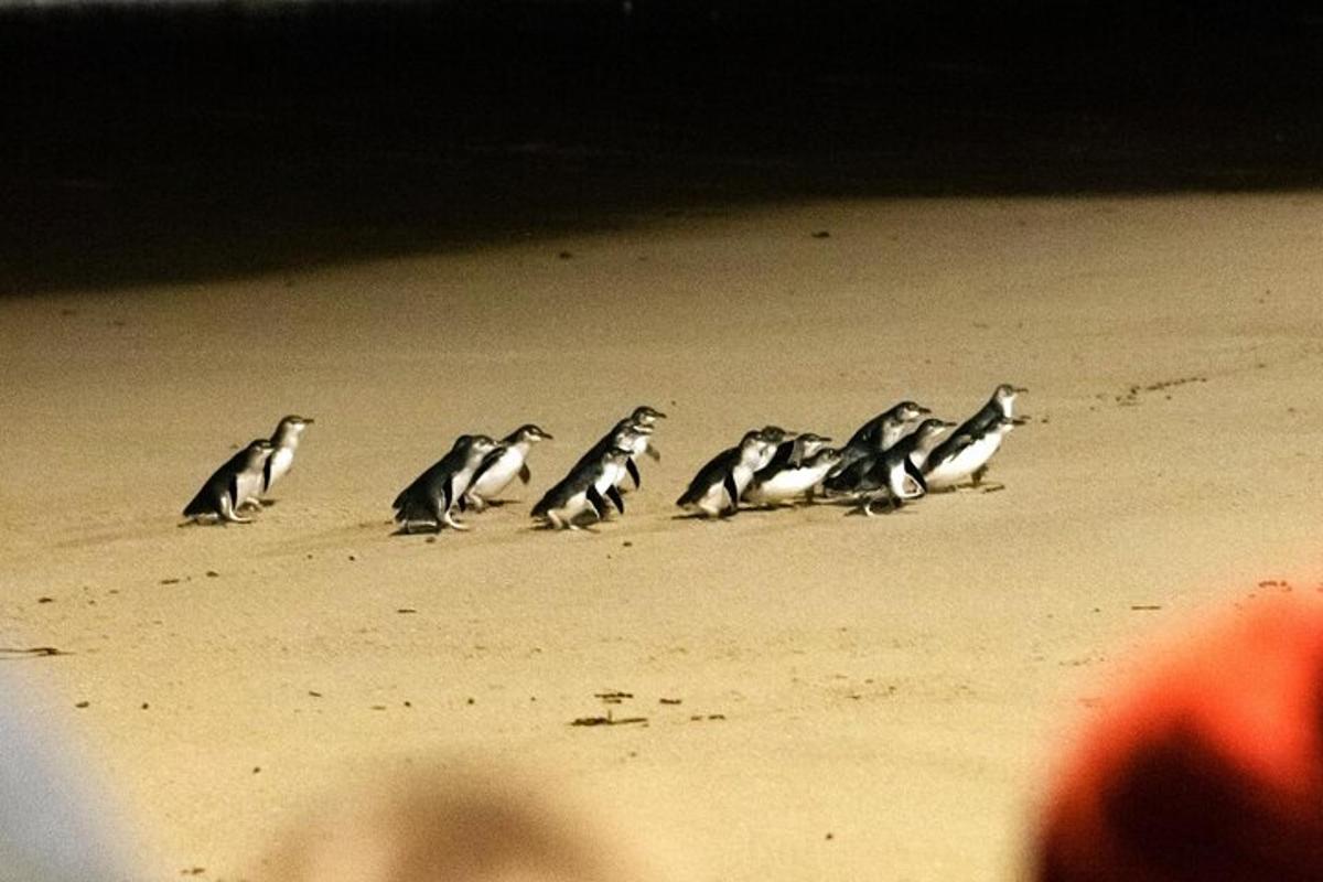 a group of birds sitting on the beach