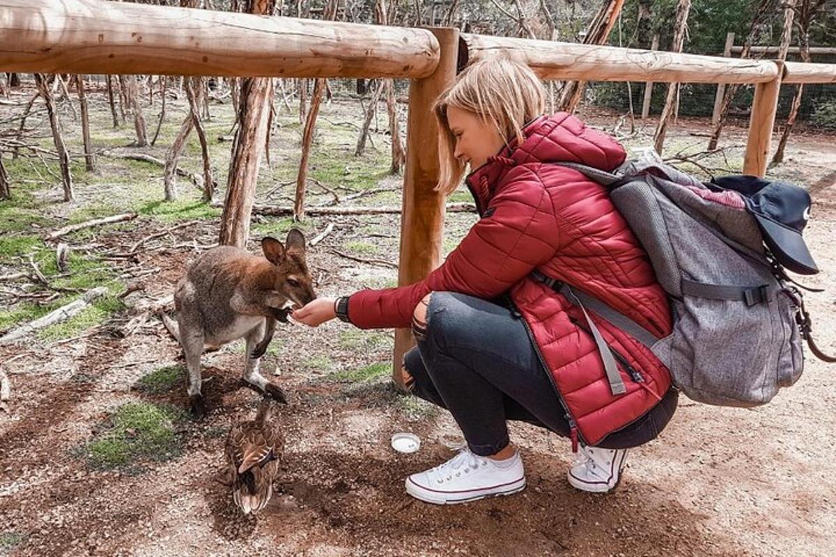 Μια γυναίκα χαϊδεύει ένα σκυλί και το ταΐζει