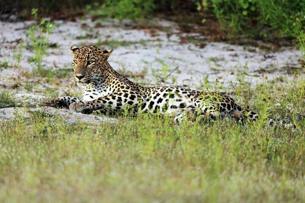 a leopard laying on a rock in the grass