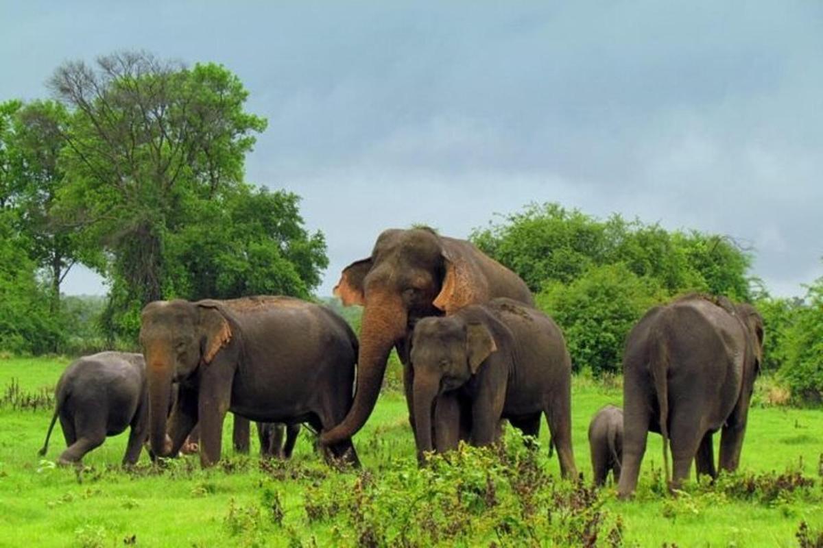 a herd of elephants standing in a field