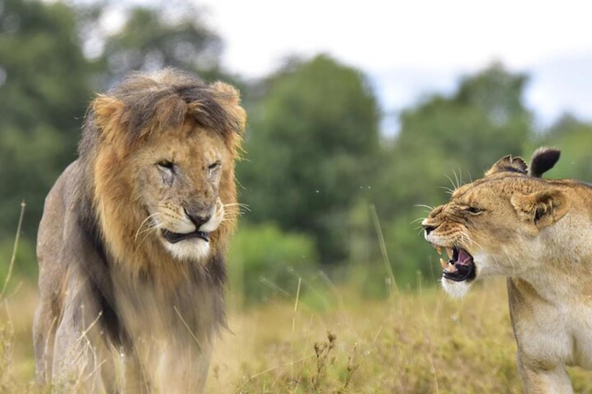 due leoni che camminano in un campo d'erba