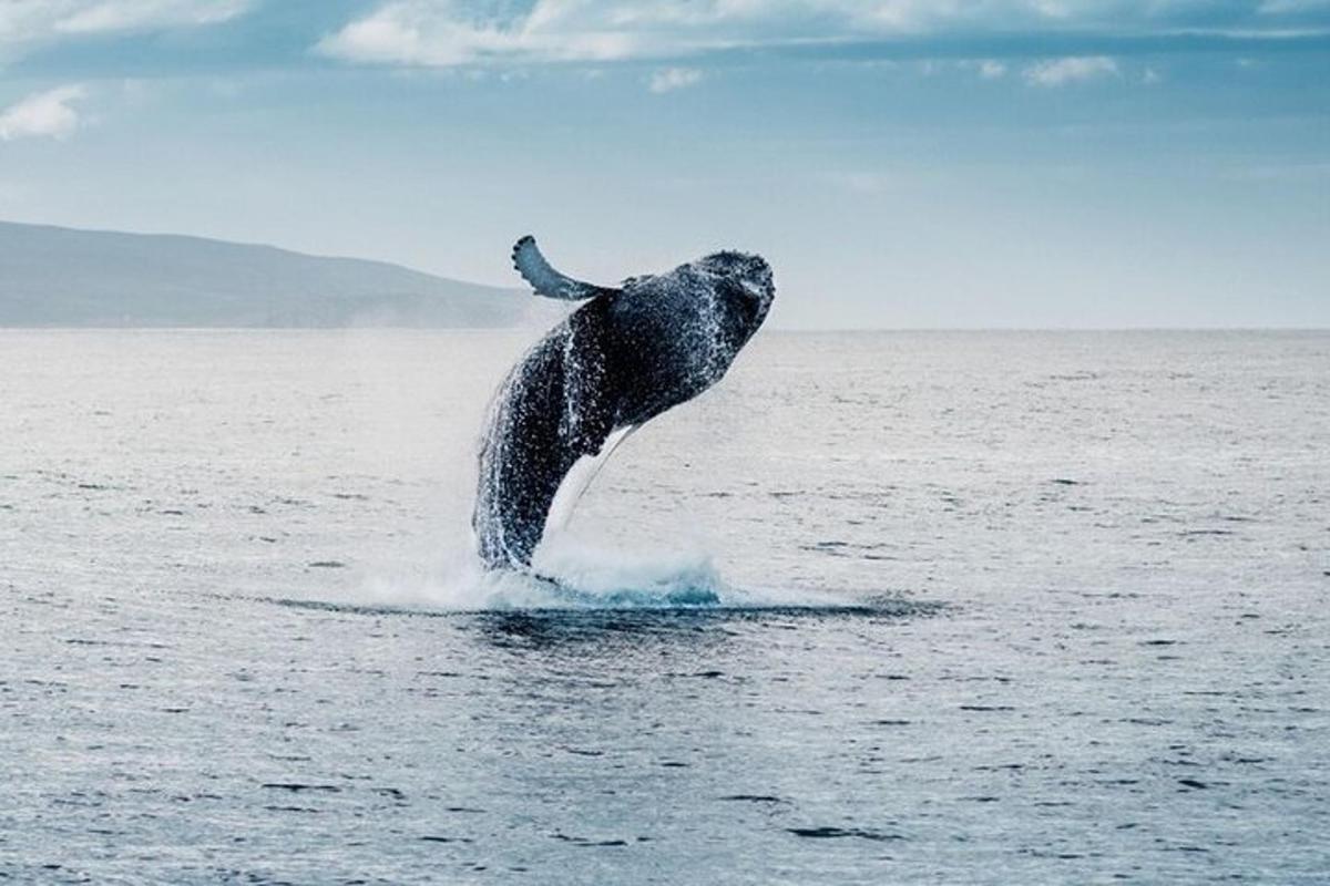 a whale in the ocean with a bird on its back