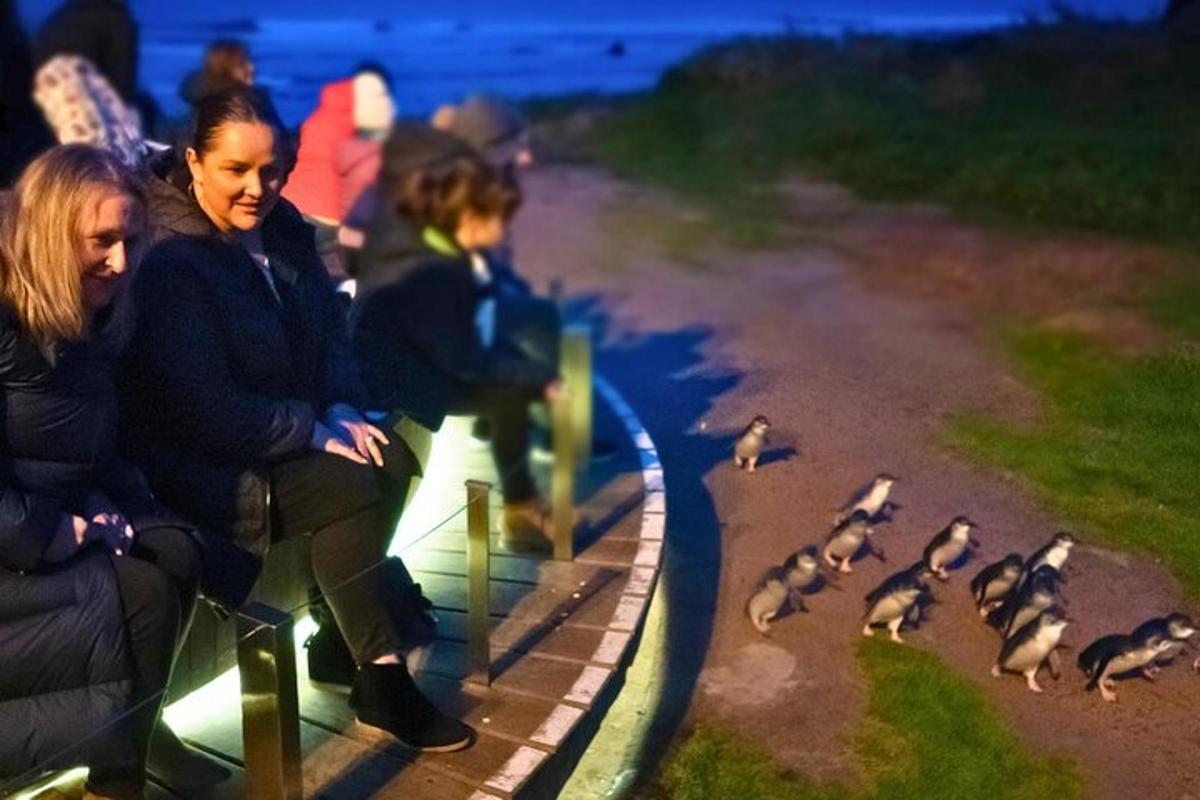 a group of people looking at penguins on the ground