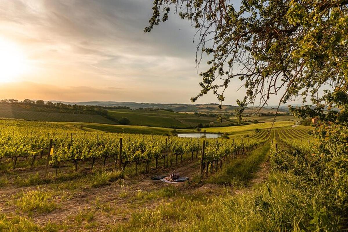 een wijngaard in een veld met ondergaande zon