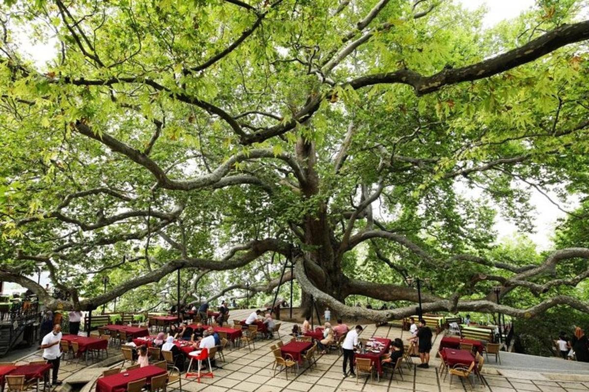 un gruppo di persone sedute ai tavoli sotto un grande albero